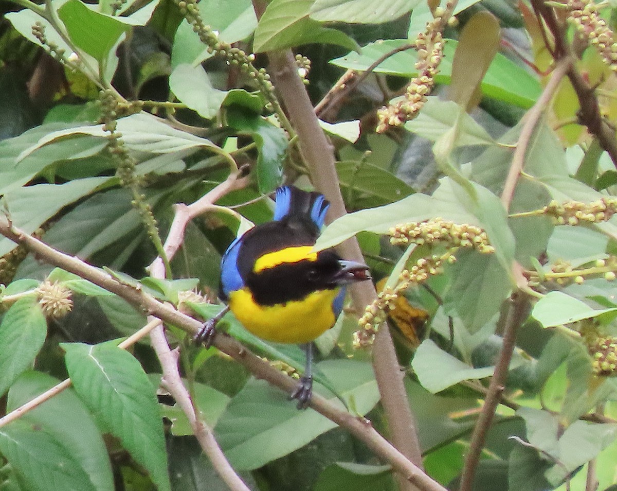 Blue-winged Mountain Tanager - ML612646411