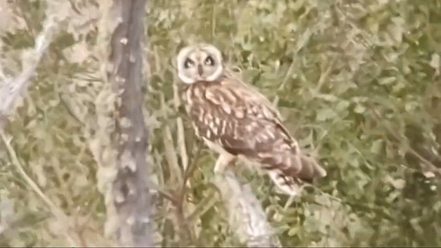 Short-eared Owl (Hawaiian) - ML612646464