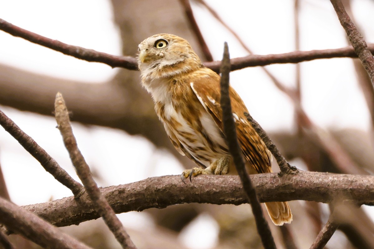 Peruvian Pygmy-Owl - ML612646717