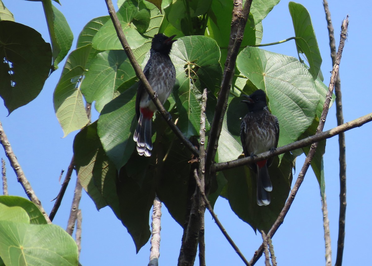 Red-vented Bulbul - ML612646808