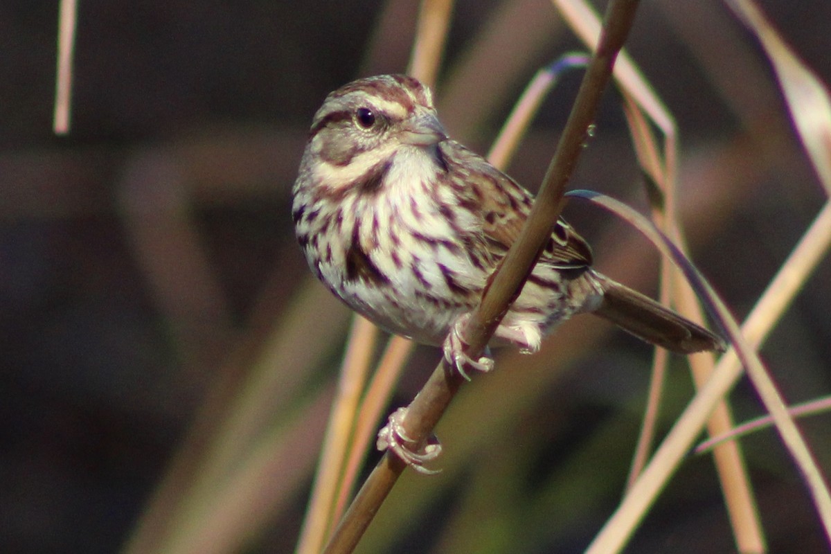 Song Sparrow - Kevin Markham