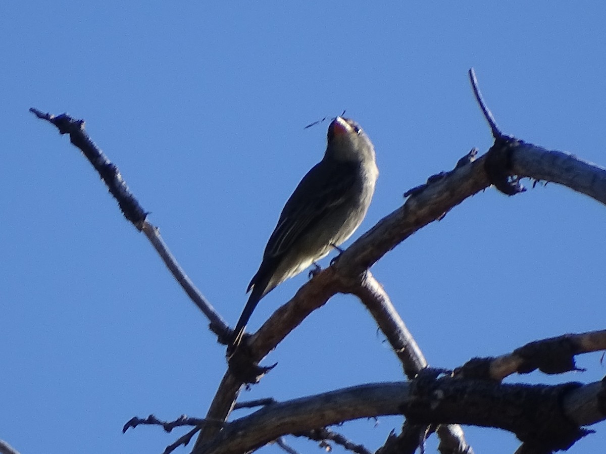 Greater Pewee - ML612647598
