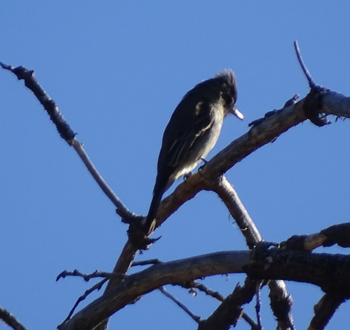 Greater Pewee - ML612647599