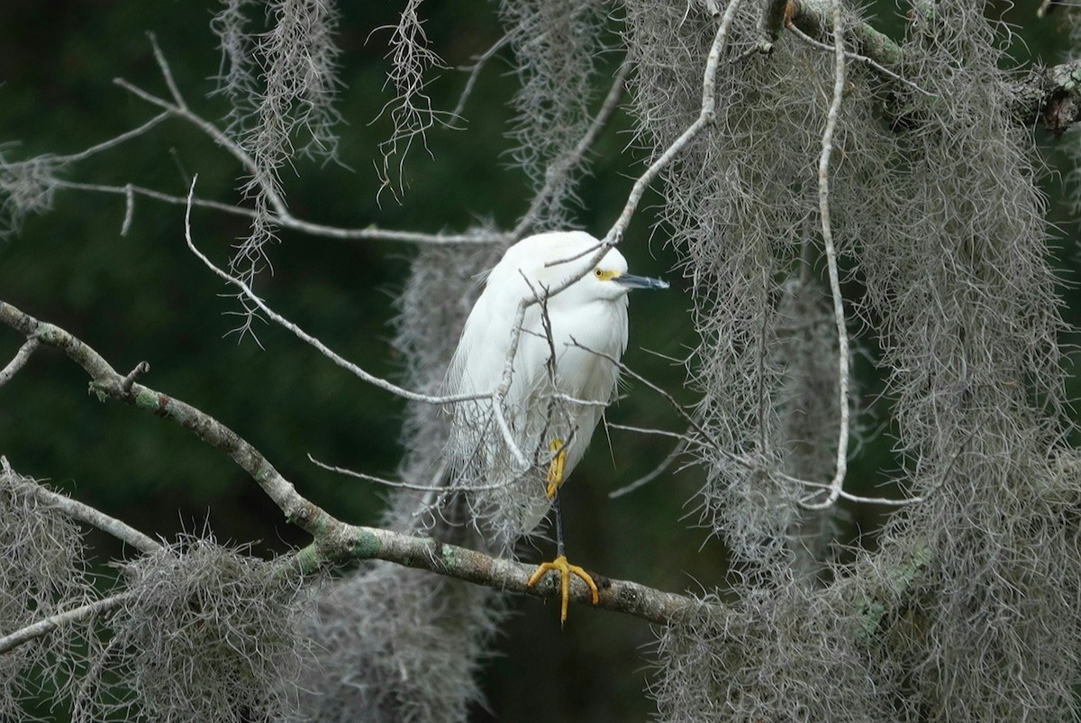 Snowy Egret - deborah grimes