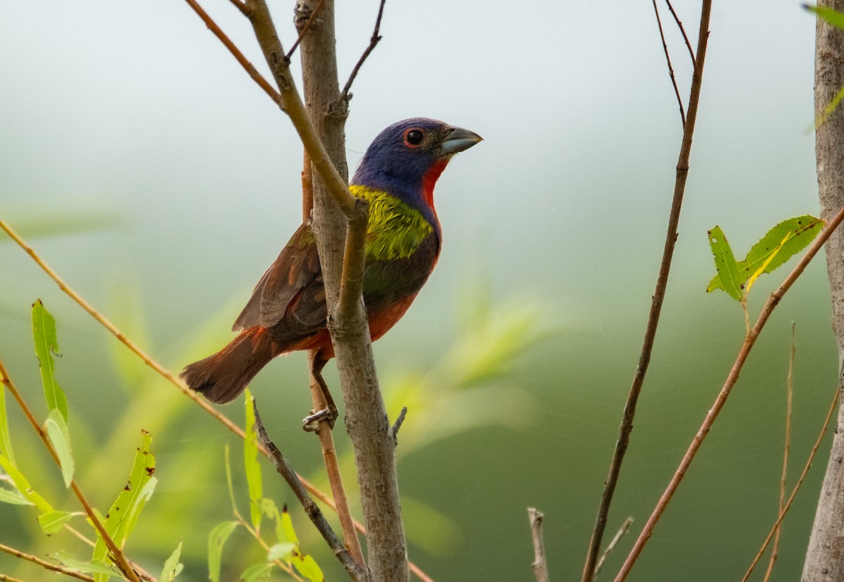 Painted Bunting - ML612647819