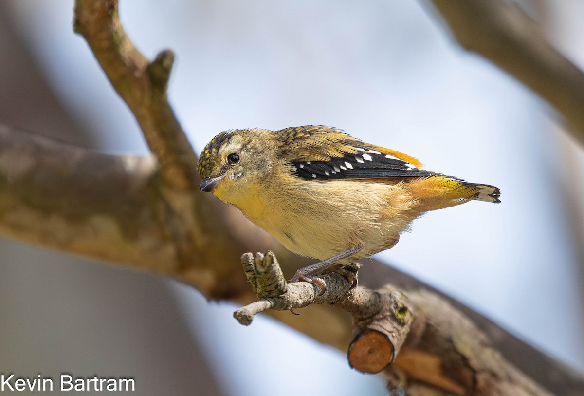 Spotted Pardalote (Spotted) - ML612647845