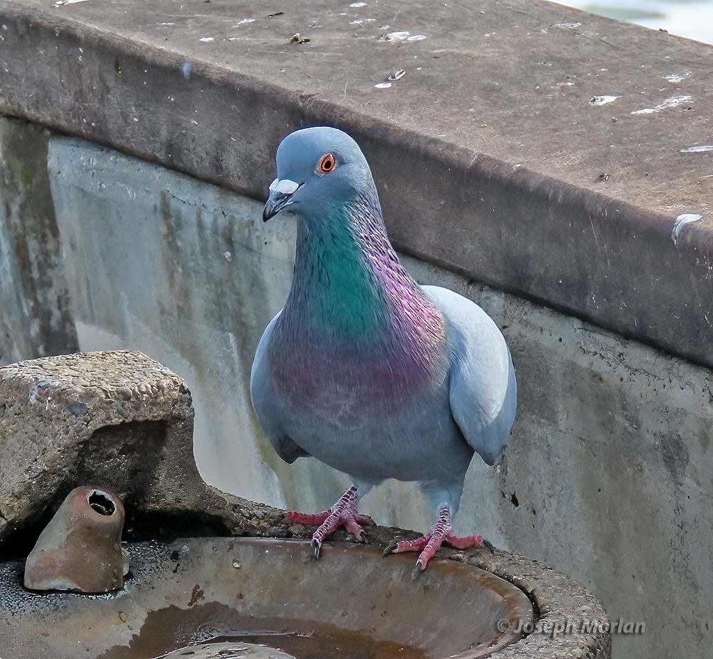 Rock Pigeon (Feral Pigeon) - ML612647869
