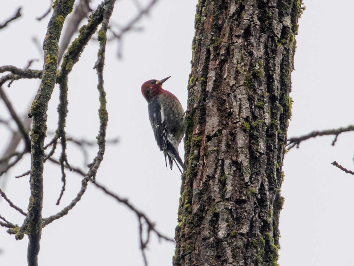 Red-breasted Sapsucker - ML612647919