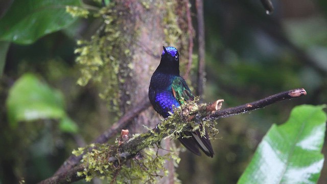 kolibřík hyacintový - ML612647964