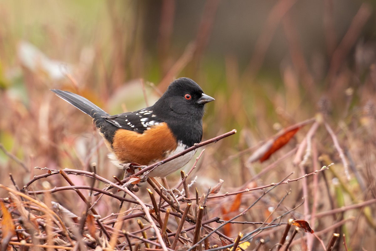 Spotted Towhee - ML612648069