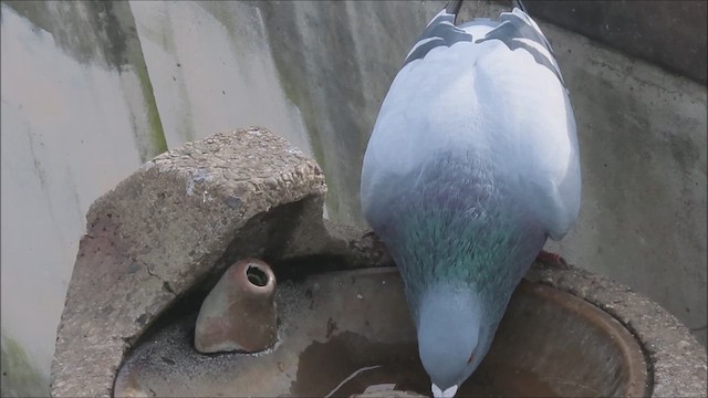 Rock Pigeon (Feral Pigeon) - ML612648229