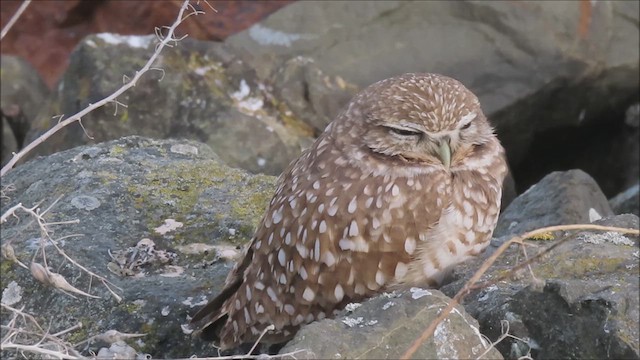 Burrowing Owl - ML612648320