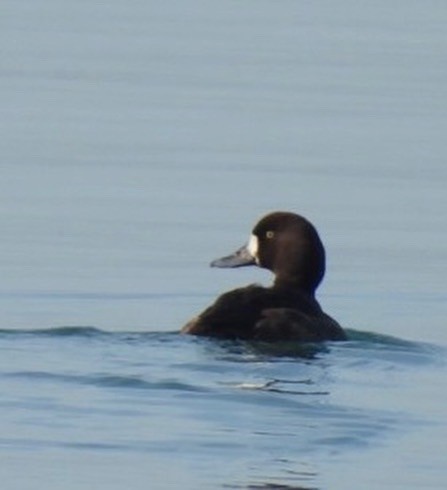 Greater Scaup - ML612648418