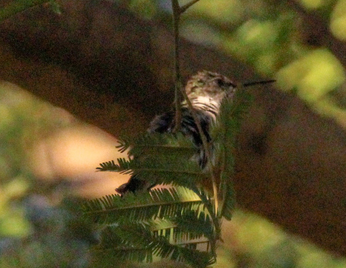 Ruby-throated Hummingbird - ML612648548