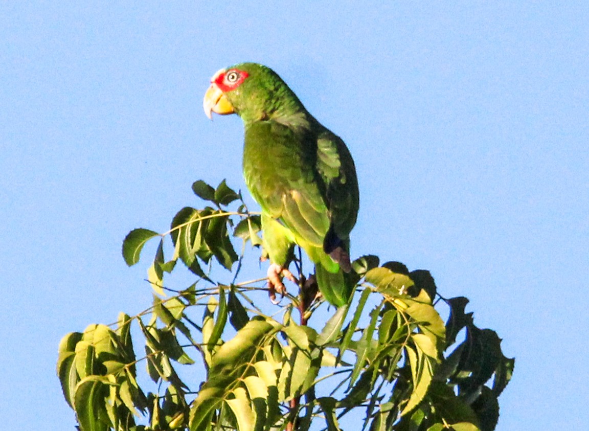 White-fronted Parrot - ML612648572