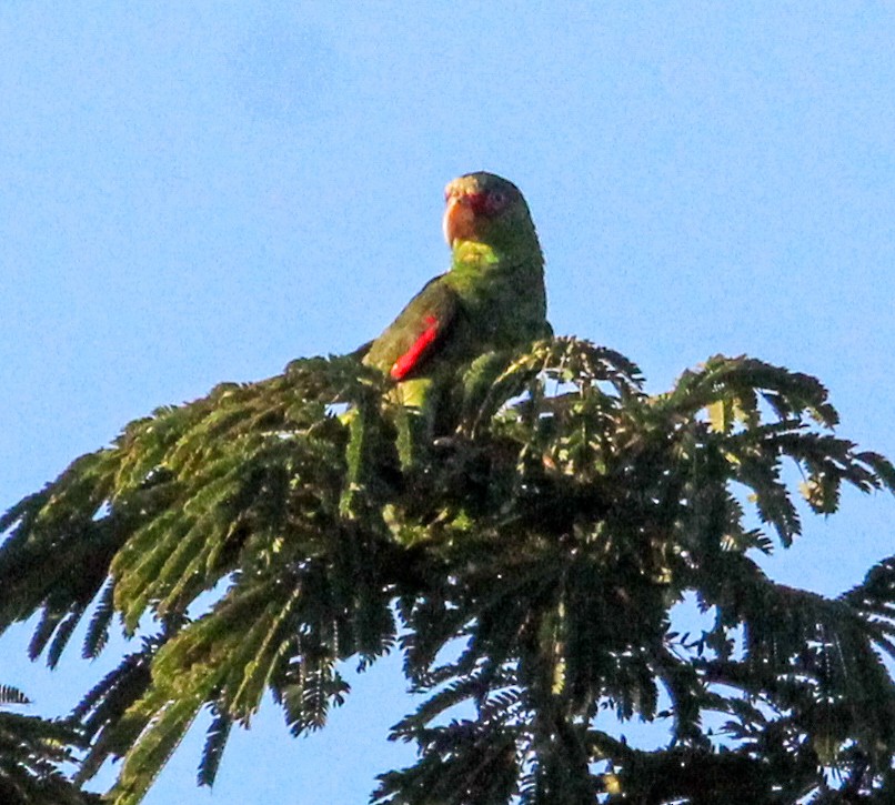 White-fronted Parrot - ML612648573
