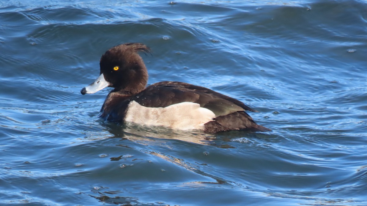 Tufted Duck - ML612648627