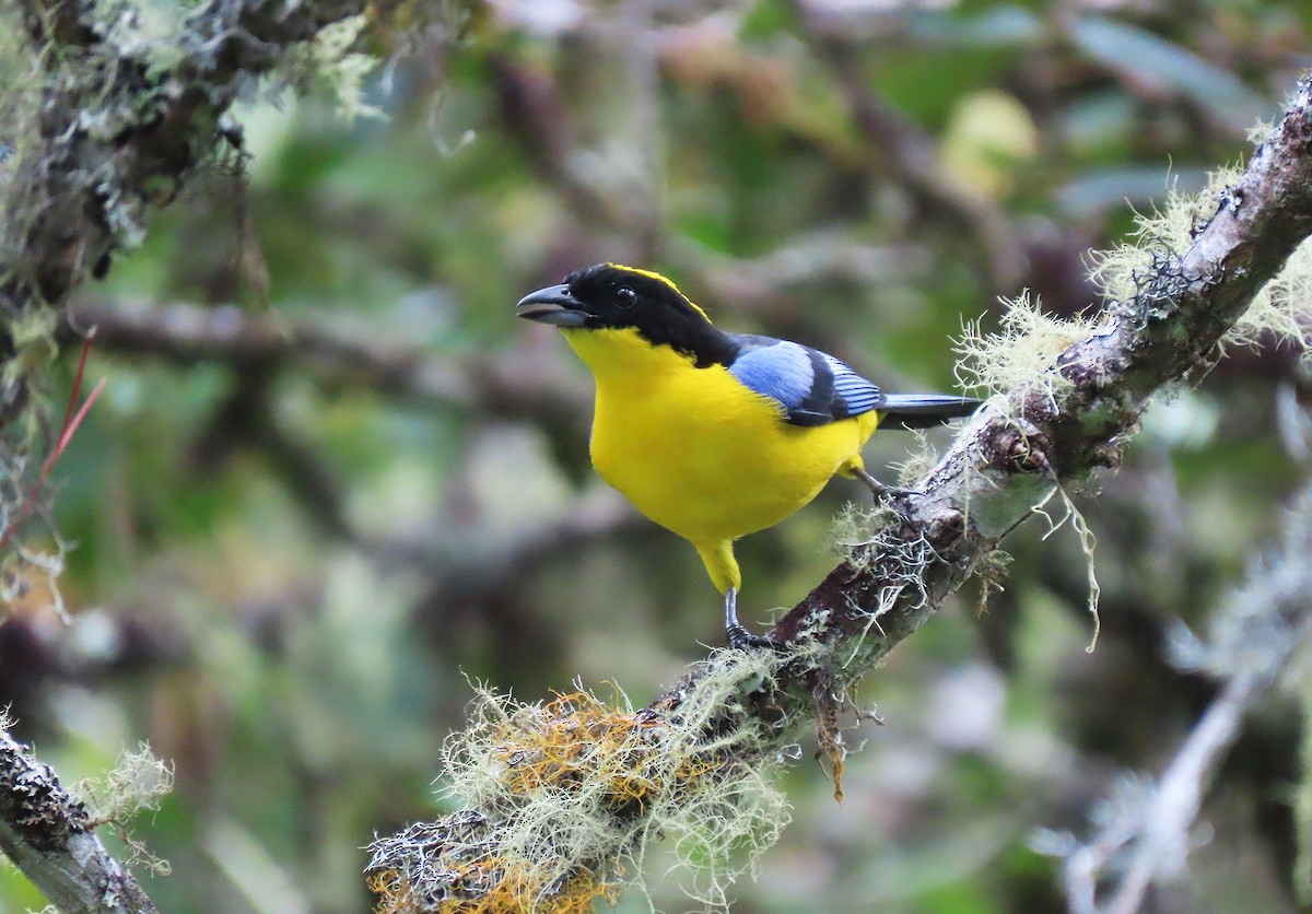 Blue-winged Mountain Tanager - ML612648691