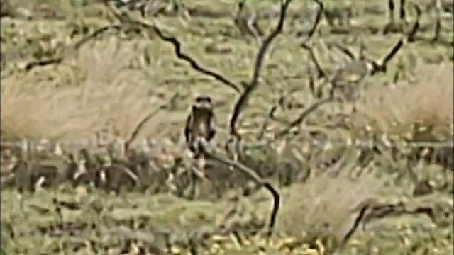 Short-eared Owl (Hawaiian) - ML612648714