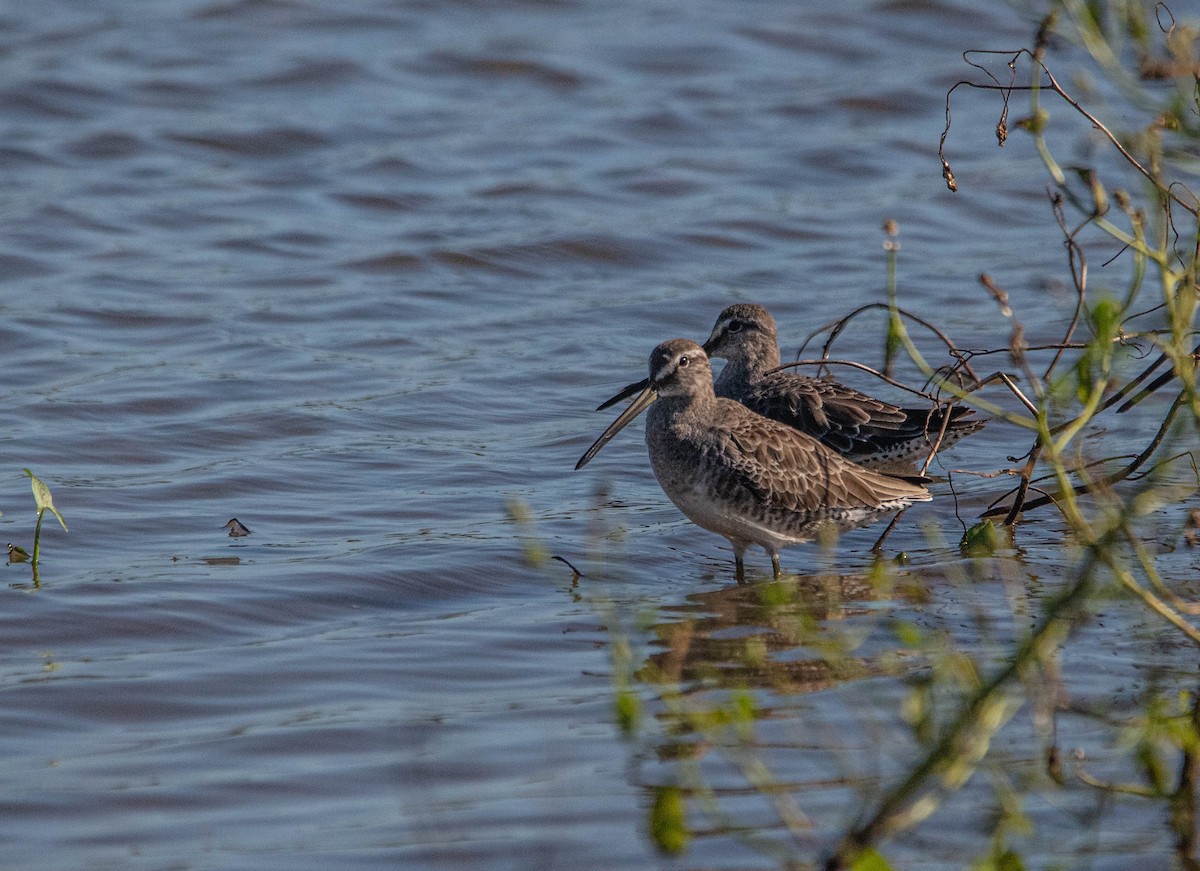 Long-billed Dowitcher - ML612649103