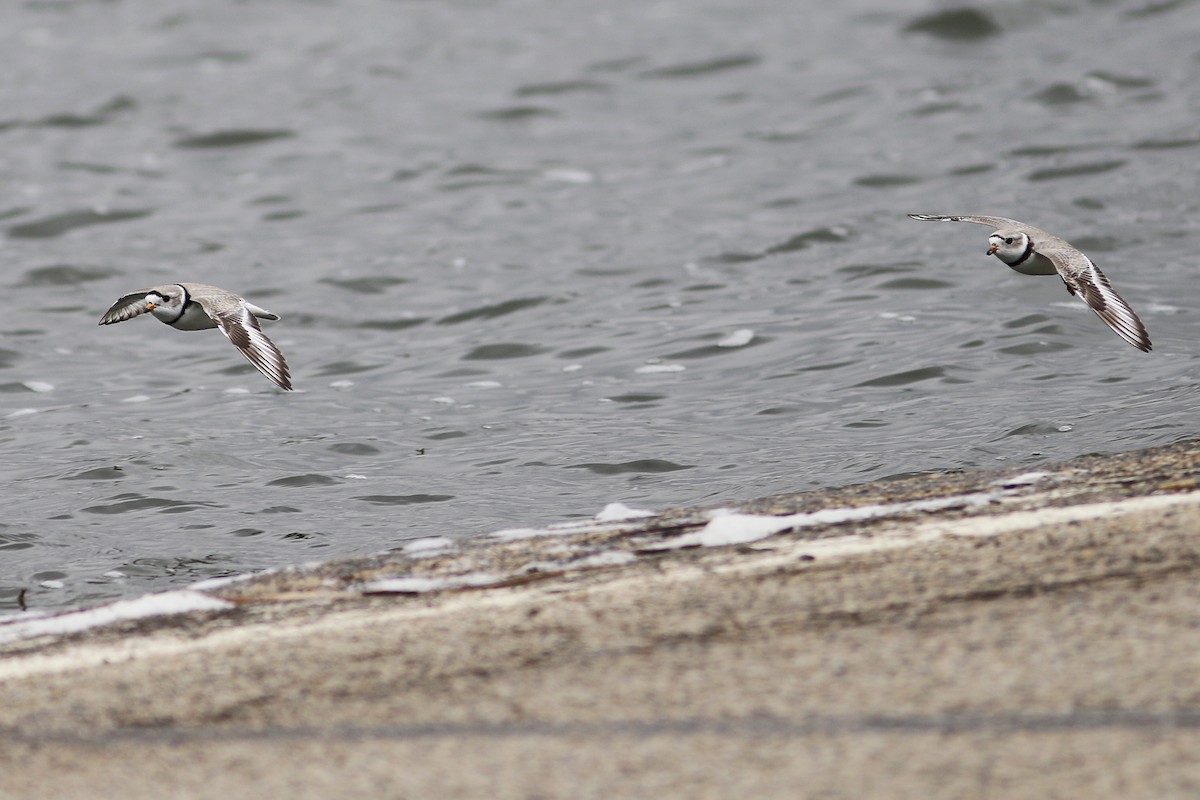 Piping Plover - ML612649270