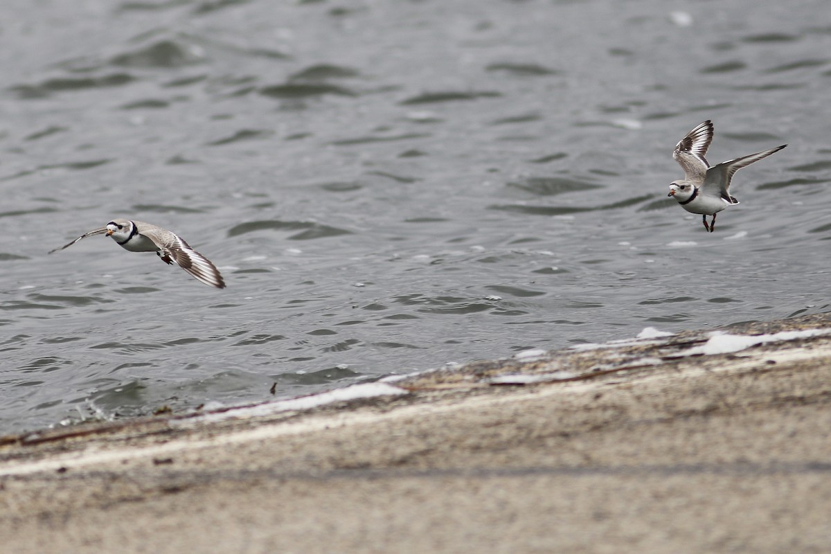 Piping Plover - ML612649271