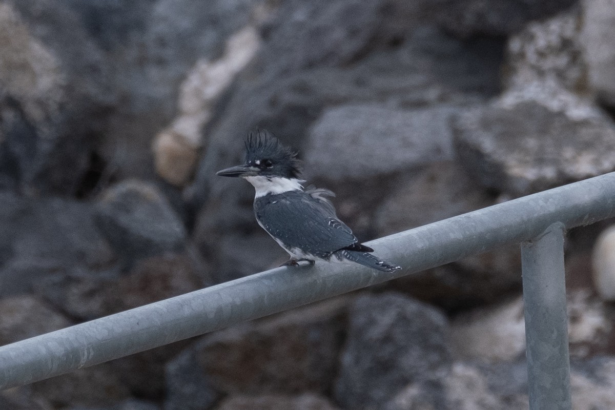 Belted Kingfisher - ML612649365