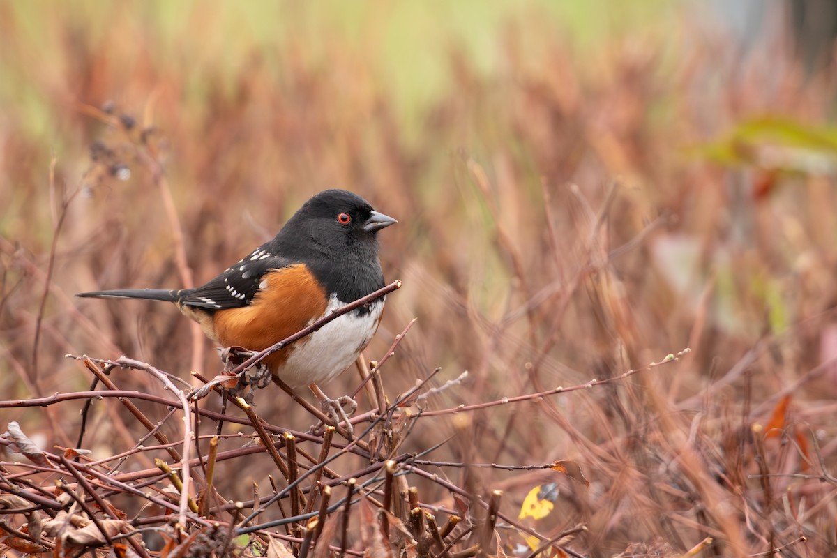 Spotted Towhee - ML612649478