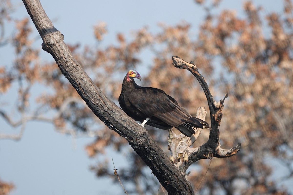 Lesser Yellow-headed Vulture - Rose Ann Rowlett