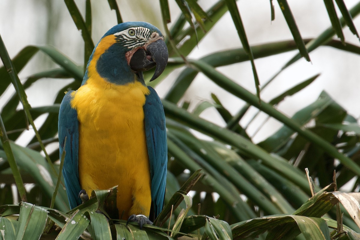 Blue-throated Macaw - ML612650119