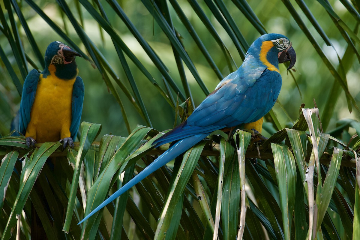 Blue-throated Macaw - ML612650133