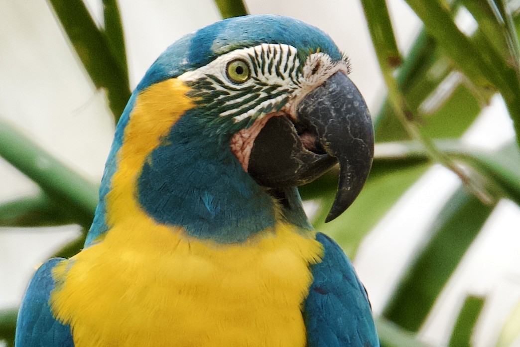 Blue-throated Macaw - ML612650138