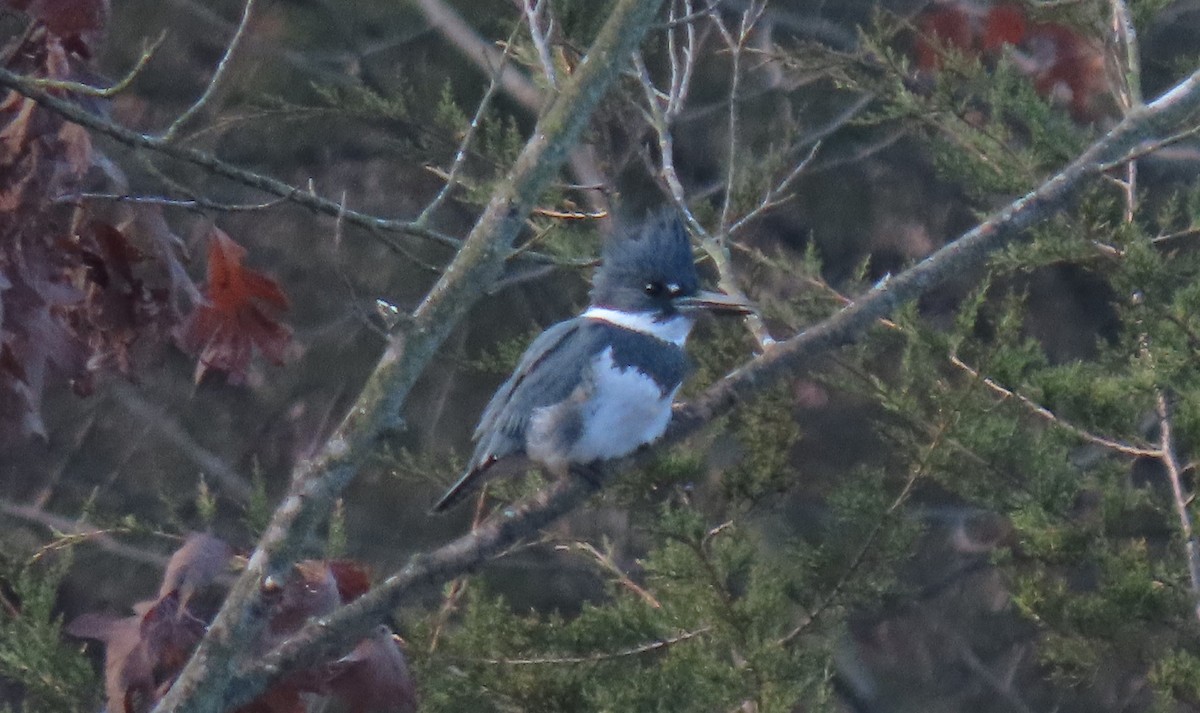 Belted Kingfisher - ML612650853