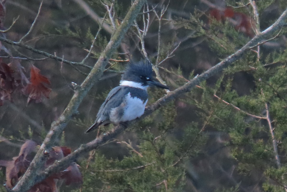 Belted Kingfisher - ML612650873