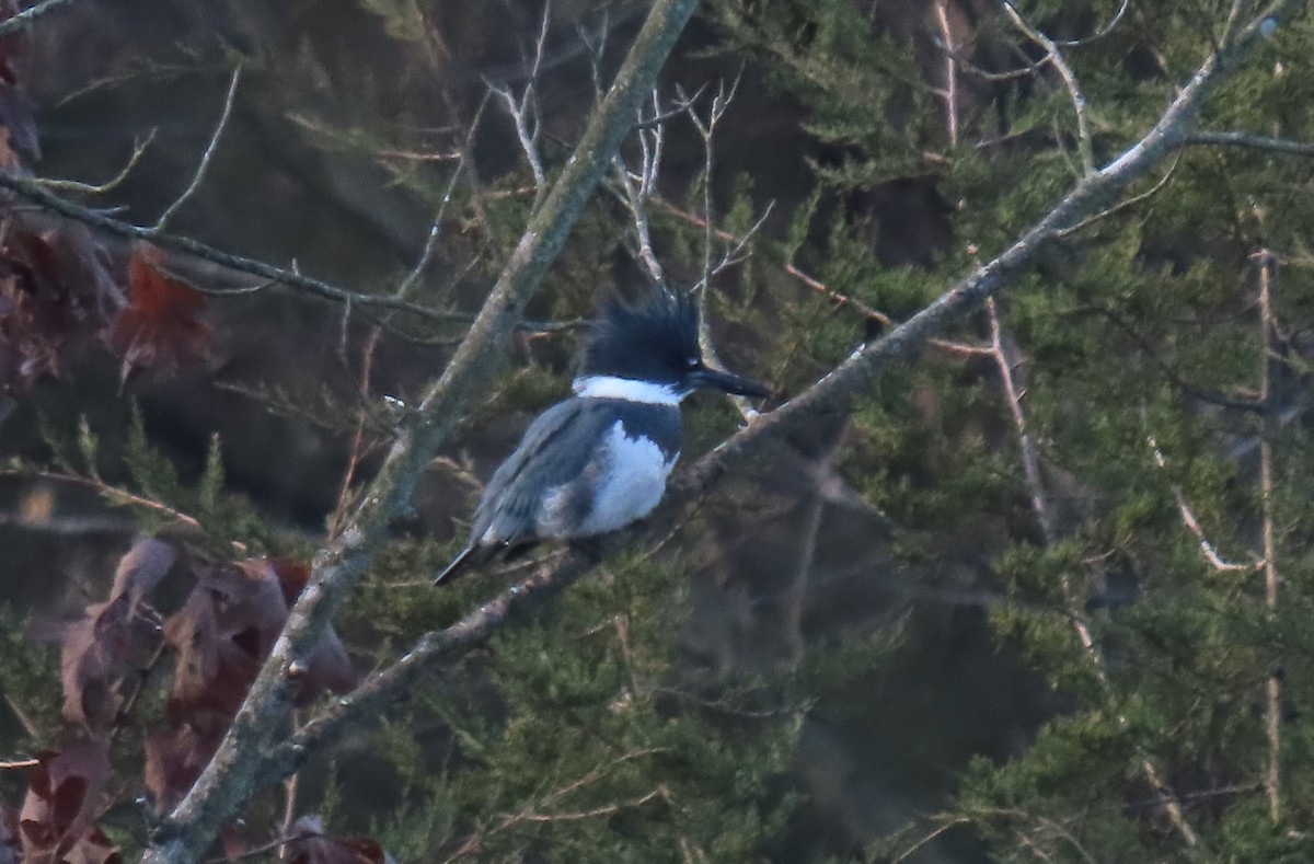 Belted Kingfisher - ML612650912