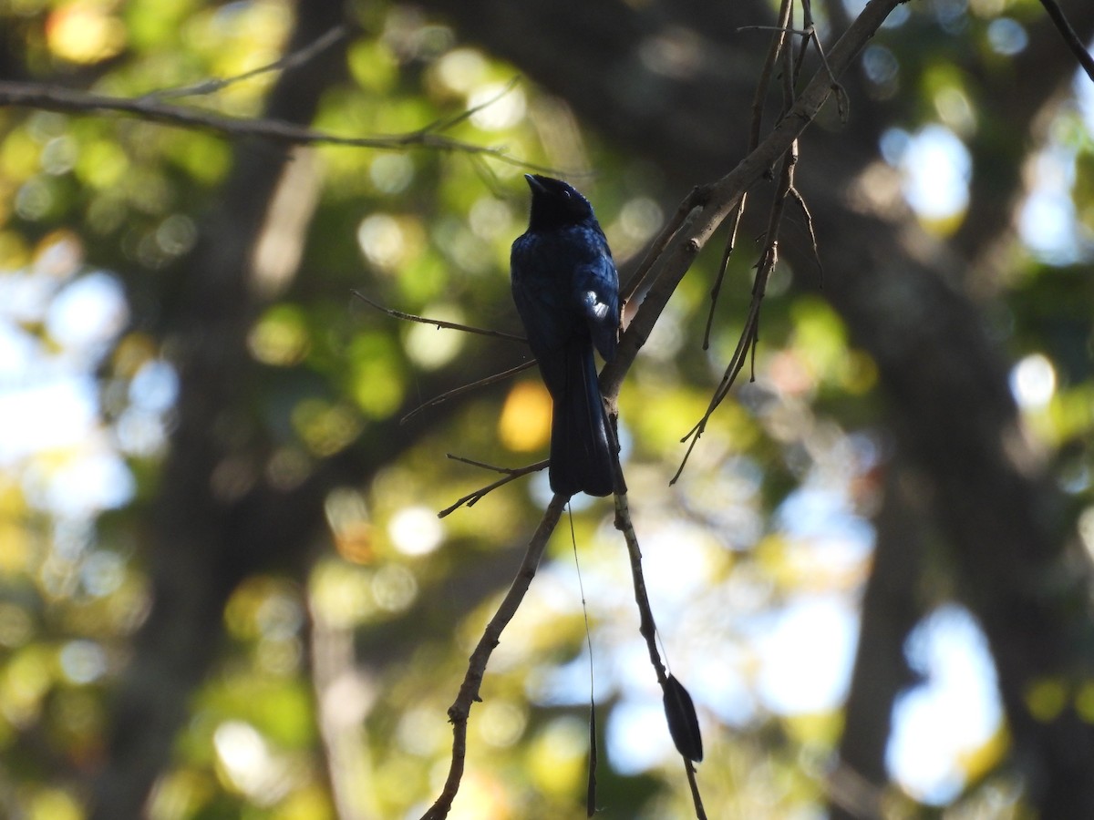 Lesser Racket-tailed Drongo - ML612650917