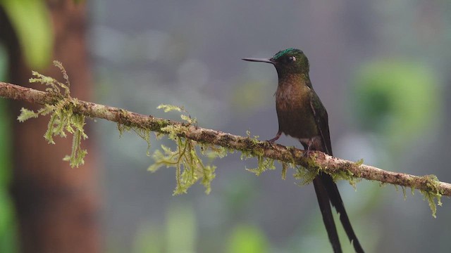 Violet-tailed Sylph - ML612650960