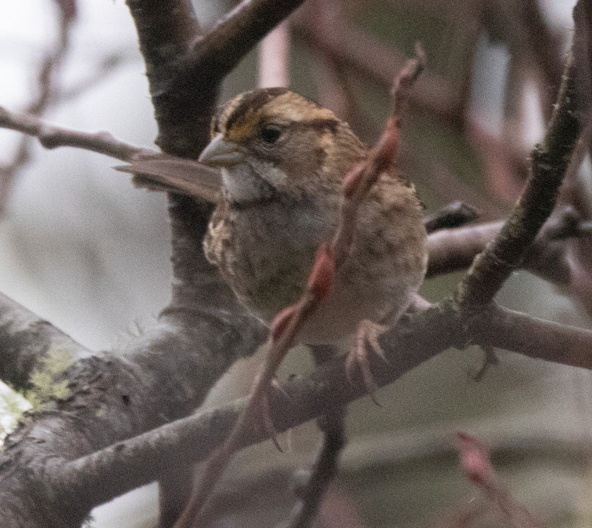 White-throated Sparrow - ML612651120