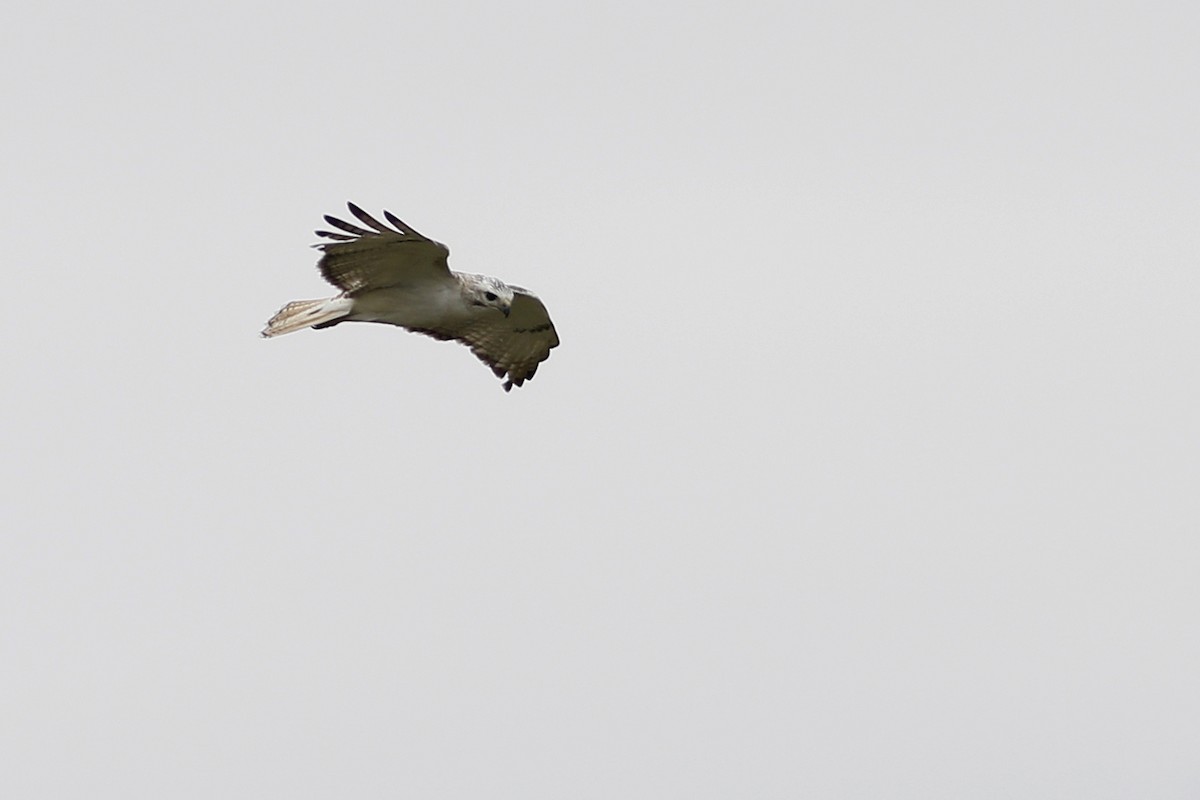 Red-tailed Hawk (Krider's) - Ted Keyel