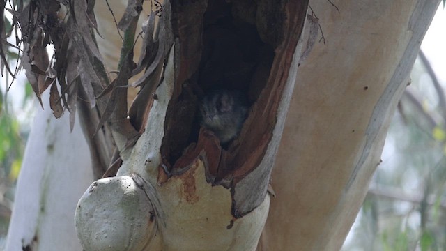 Australian Owlet-nightjar - ML612651425