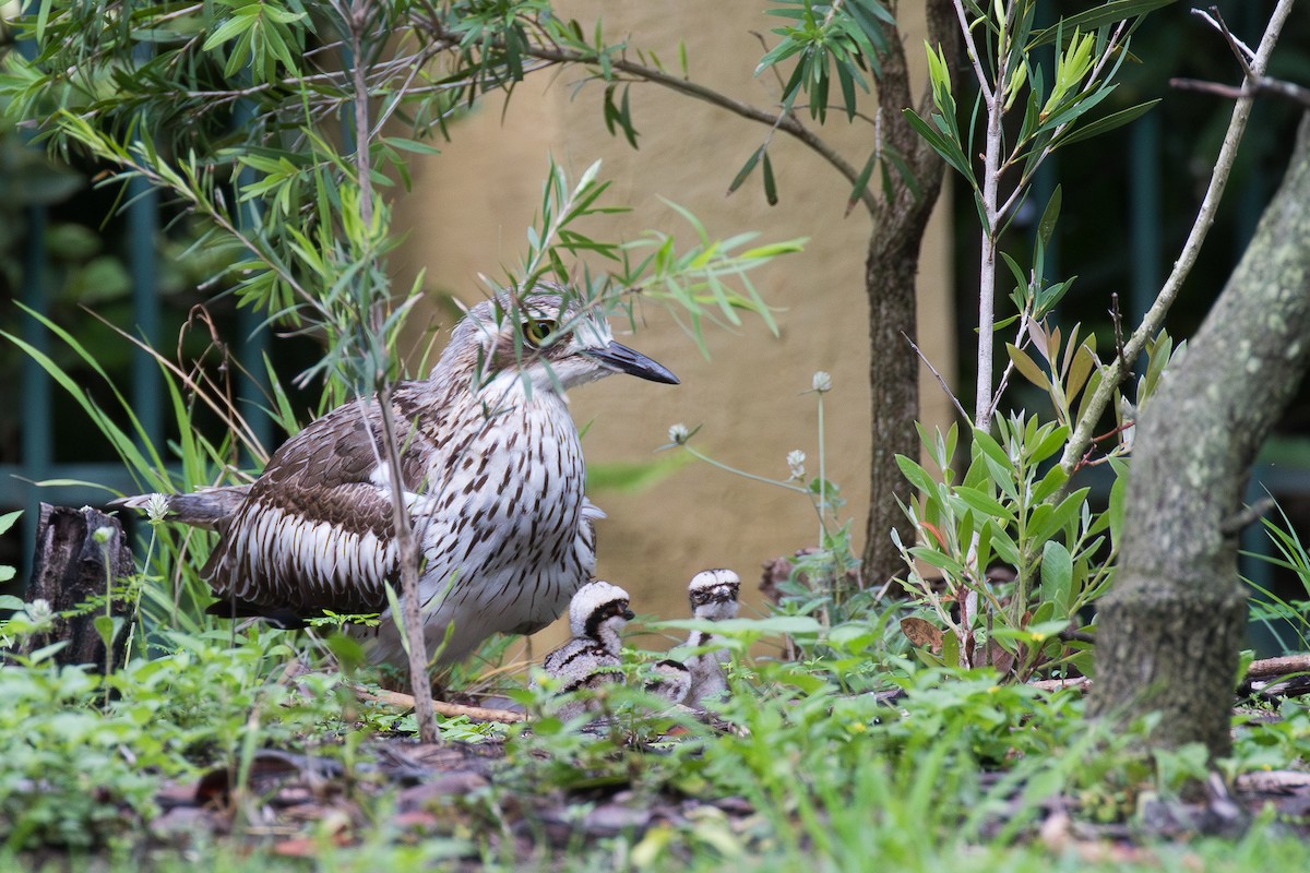 Bush Thick-knee - Mark and Bron Horvath