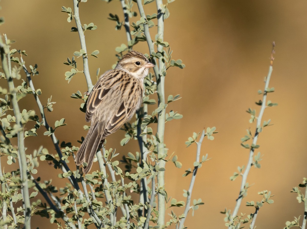 Clay-colored Sparrow - ML612652031