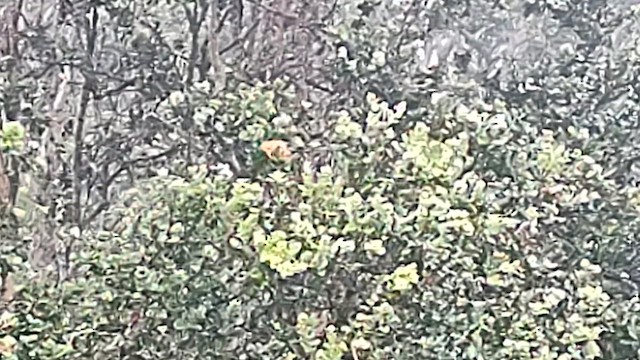 Hawaii-Akepakleidervogel - ML612652050