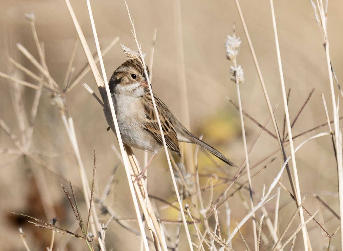 Clay-colored Sparrow - ML612652165