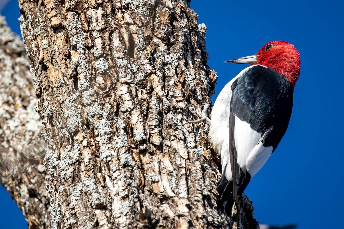 Red-headed Woodpecker - ML612652198