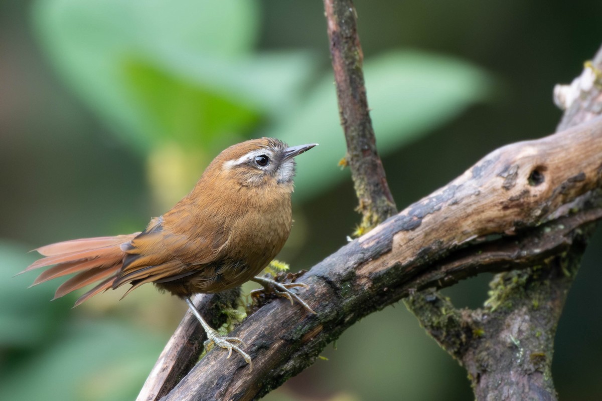 White-browed Spinetail - ML612652271