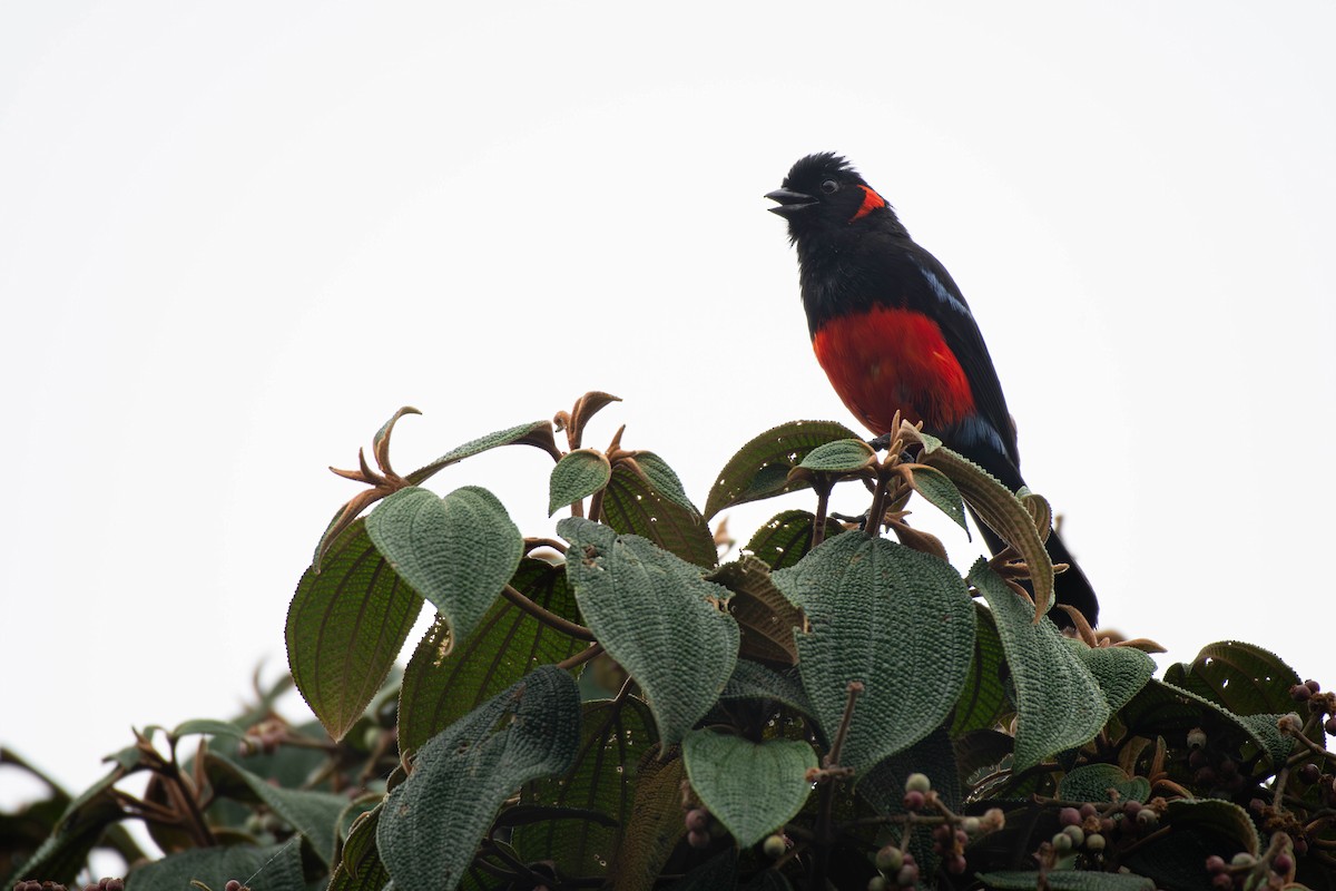 Scarlet-bellied Mountain Tanager - ML612652327