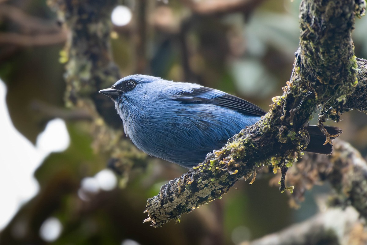 Blue-and-black Tanager - ML612652330