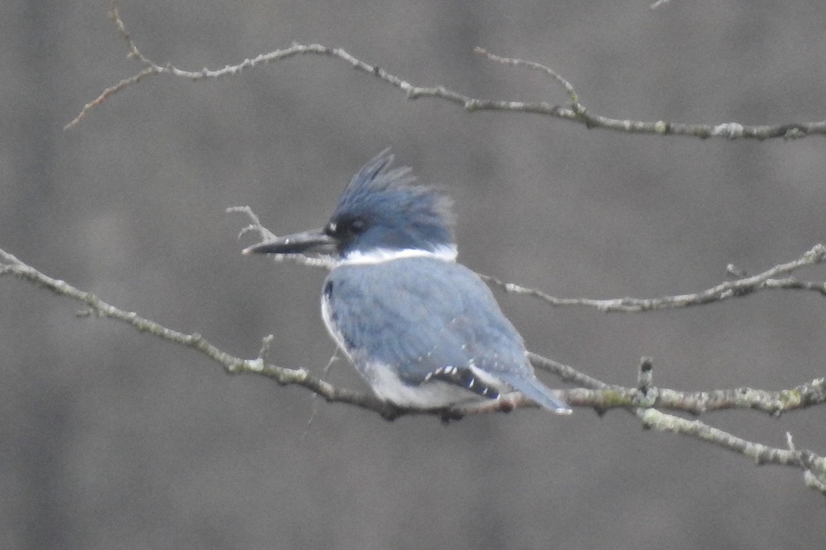 Belted Kingfisher - ML612652378