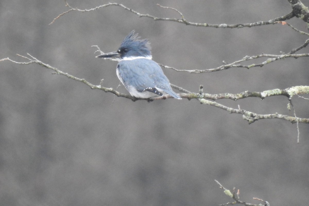Belted Kingfisher - ML612652379